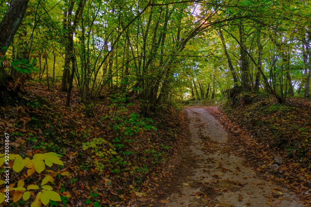 footpath in autumn forest with sunlight. Natural background. Autumn nature. Travel, way, hiking, trekking concept