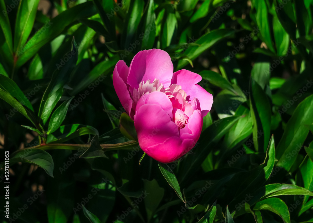 a beautiful pink peony grows in a flower garden. cultivation of flowers concept