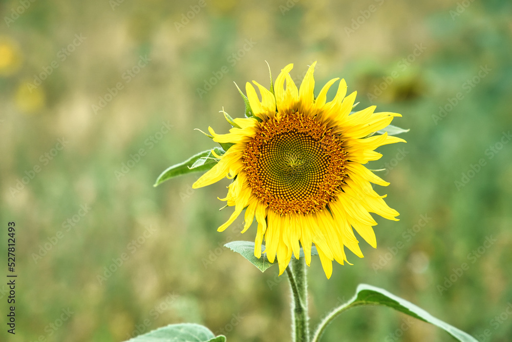 Sunflower shown individually on a sunflower field. Round yellow flower. Sunflower Sunflower shown individually on a sunflower field. Round yellow flower. Sunflower