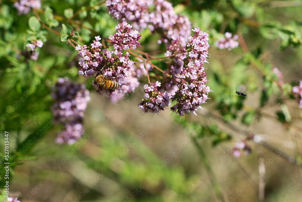 Honey bee collecting nectar on a flower of the flower butterfly bush. Busy insects Honey bee collecting nectar on a flower of the flower butterfly bush. Busy insects