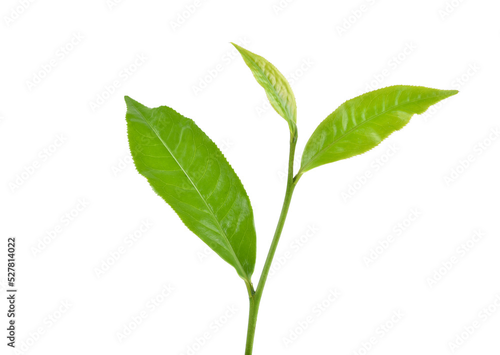 Fototapeta premium Green tea leaf on white background