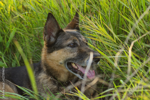 An old German Shepherd lies on a field with flowers in summer on a hot day