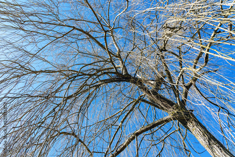 Baum Baum