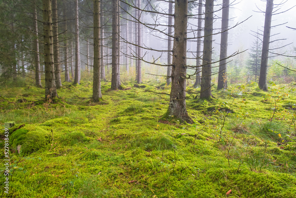 Fototapeta premium Spruce woodland with green moss on the forest floor
