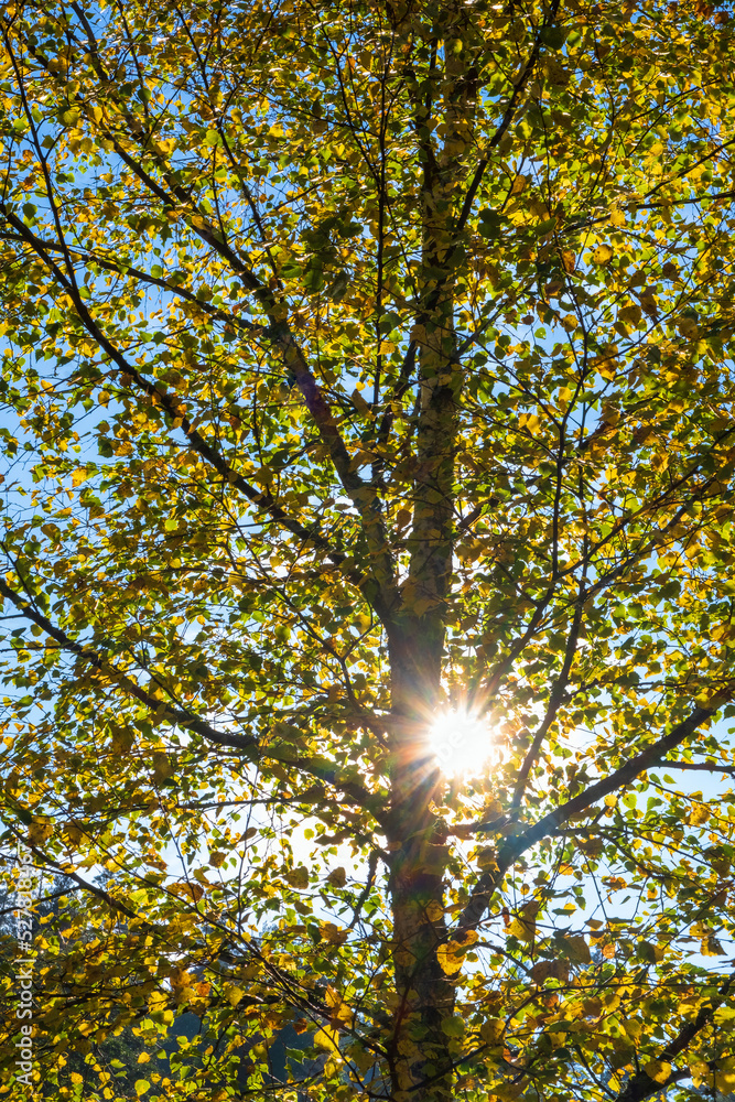Obraz premium Sun Rays shining through a tree in autumn colors