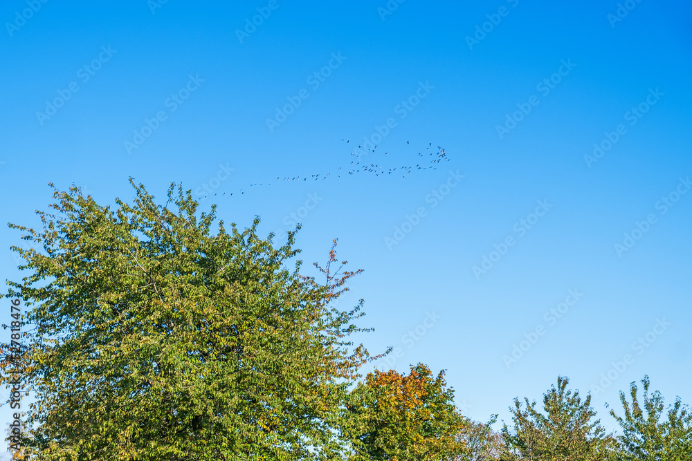 Flock of cranes that emigrated in the autumn Flock of cranes that emigrated in the autumn