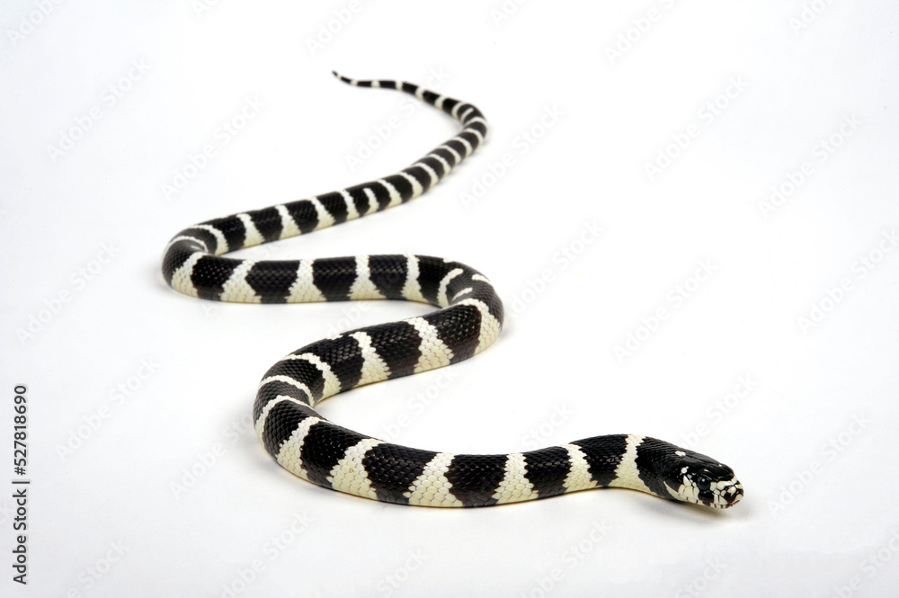 Naklejka premium California Kingsnake // Kalifornische Kettennatter (Lampropeltis getula californiae / Lampropeltis californiae)