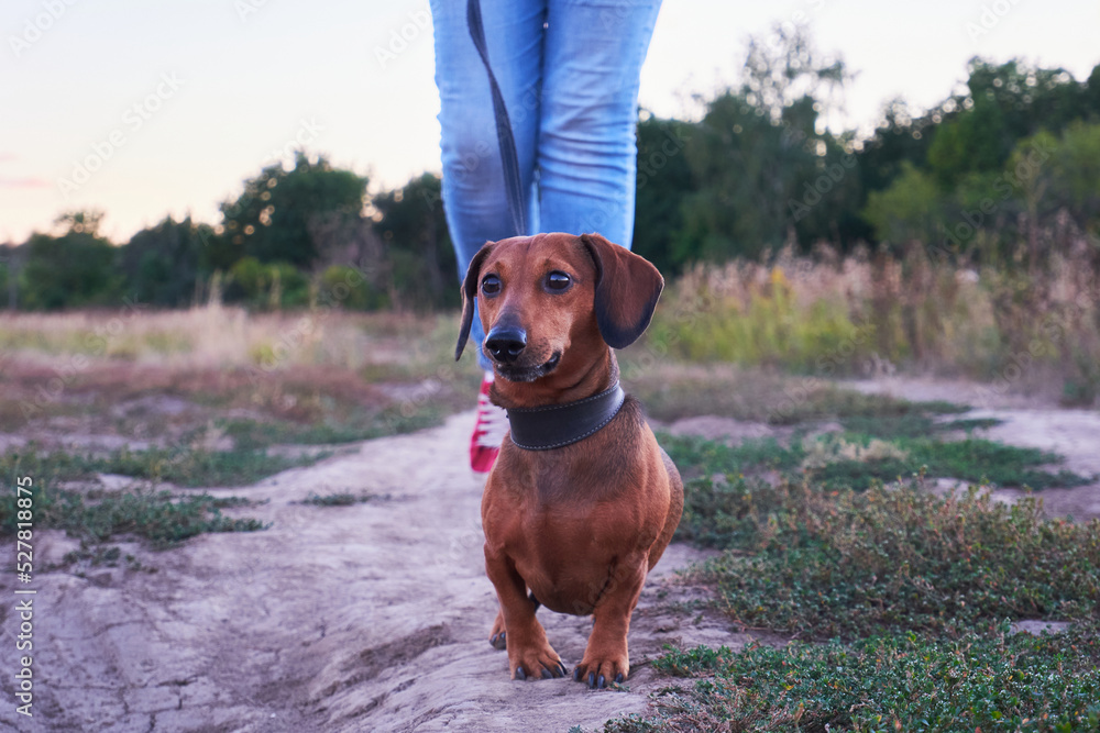 Walk with the dog. Owner leads dachshund on a leash