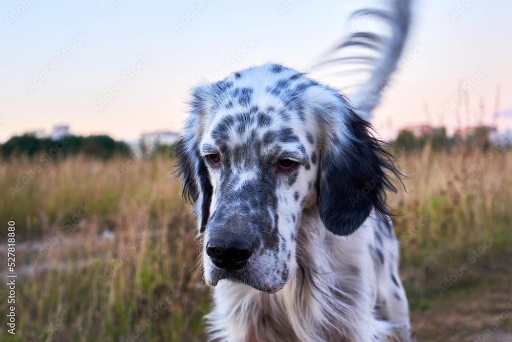 English setter close-up. Hunting dog walking English setter close-up. Hunting dog walking