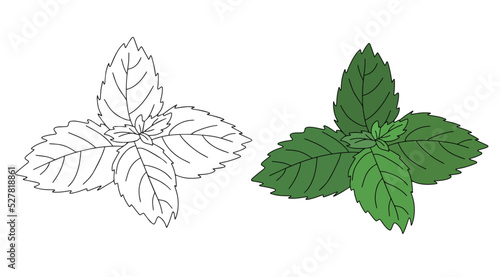 Mint leaf vector icon. Cartoon vector illustration of fresh mint. Isolated illustration of mint leaf icon in linear and flat style on white background.