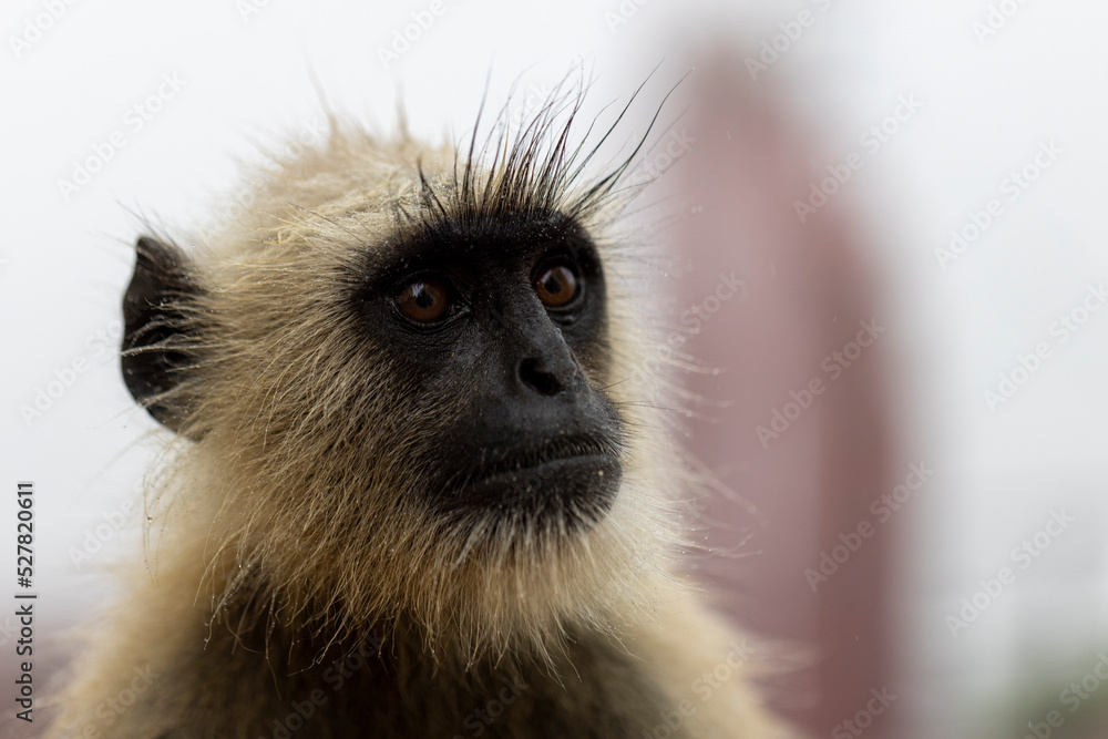 Langur monkeys at Pushkar on a foggy day