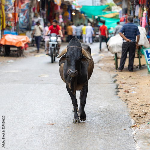 A sacred cow walking through the streets of Pushkar, Rajasthan (India)