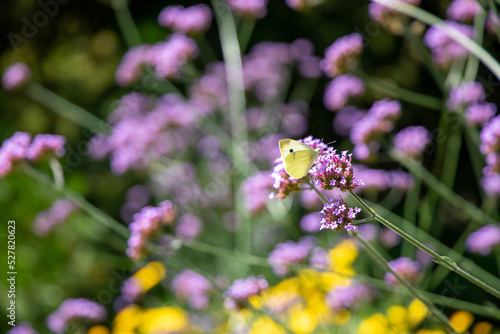 Schmetterling in Blumenwiese photo