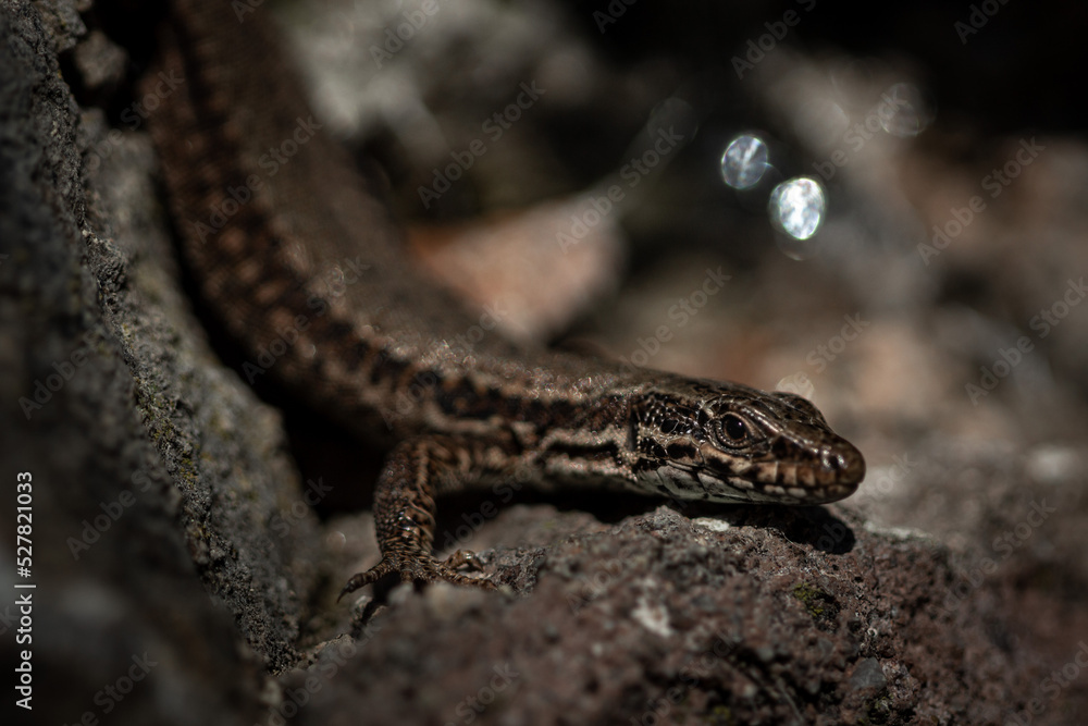 Lézard des murailles Lézard des murailles