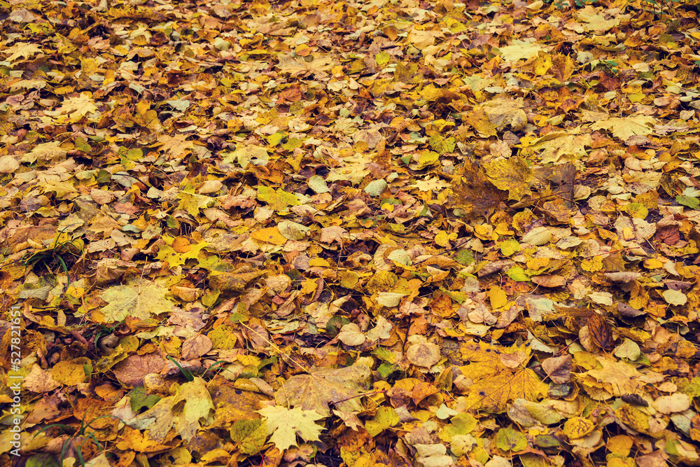 Carpet of autumn leaves in the forest Carpet of autumn leaves in the forest
