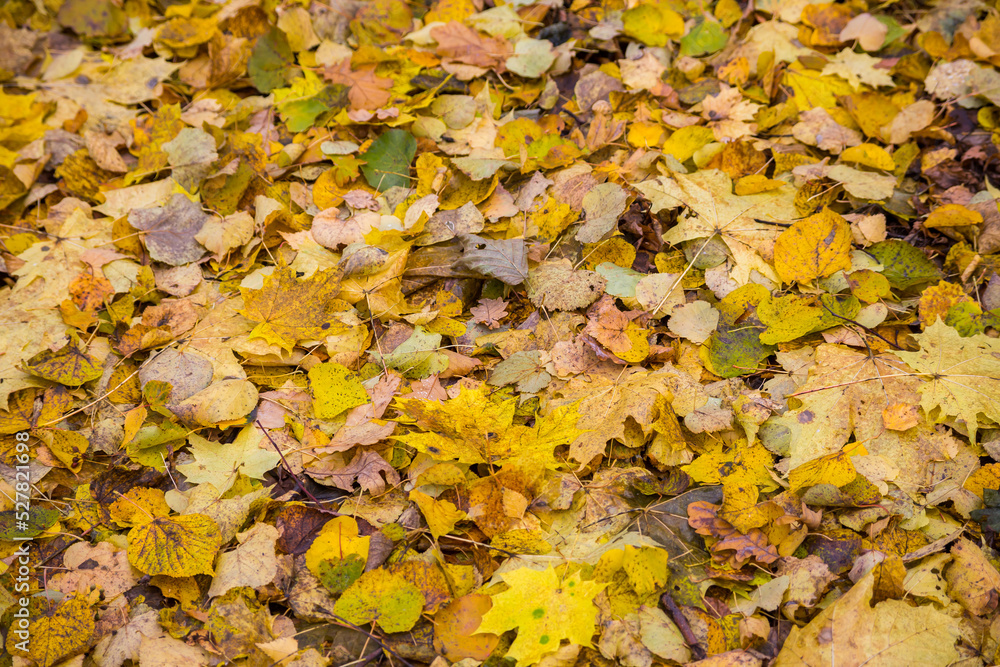 Carpet of autumn leaves in the forest Carpet of autumn leaves in the forest