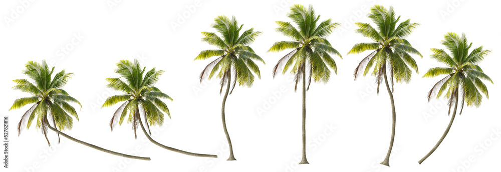 Coconut trees in different stems, Isolated on transparent background - obrazy, fototapety, plakaty 