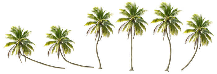 Ingelijste posters Bibliotheek Coconut trees in different stems, Isolated on transparent background  © joey333