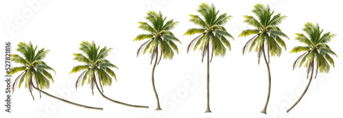 Vászonkép Coconut trees in different stems, Isolated on transparent background