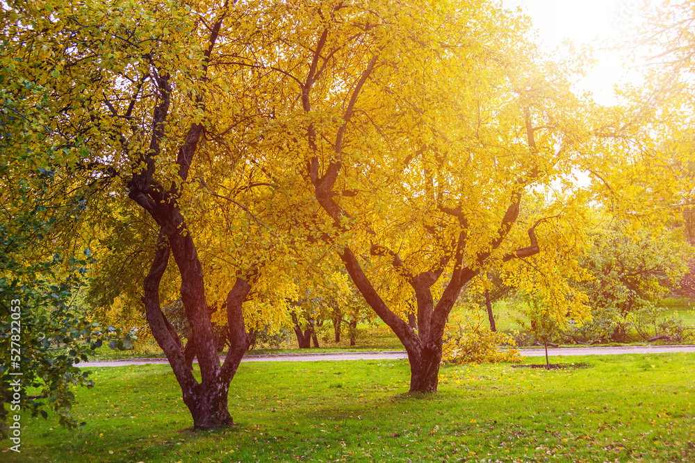 Beautiful Golden autumn