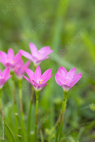 Pink rain lilies  Zephyranthes sp.  in Sarasota Florida. Genus ID is tentative. 