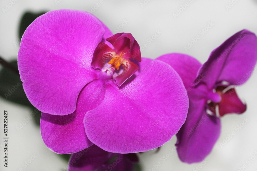 Obraz premium Bright purple orchid on a gray background, close-up, top view. Вlooming flowers. Indoor plant. Decorative plant. Gift. Home interior.