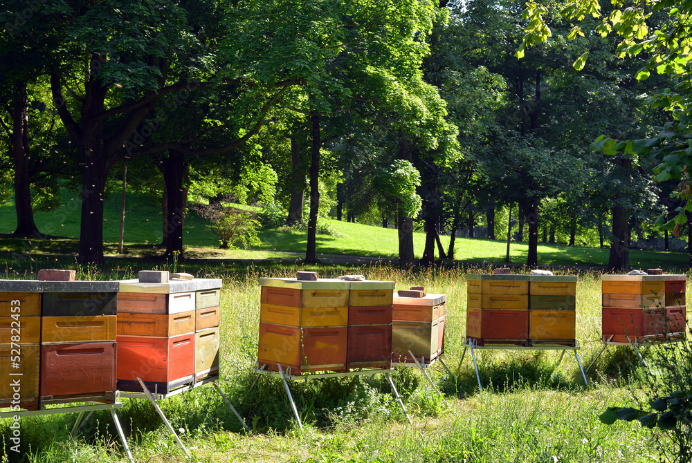 Beehives in a park outdoor in summer, honey production Beehives in a park outdoor in summer, honey production