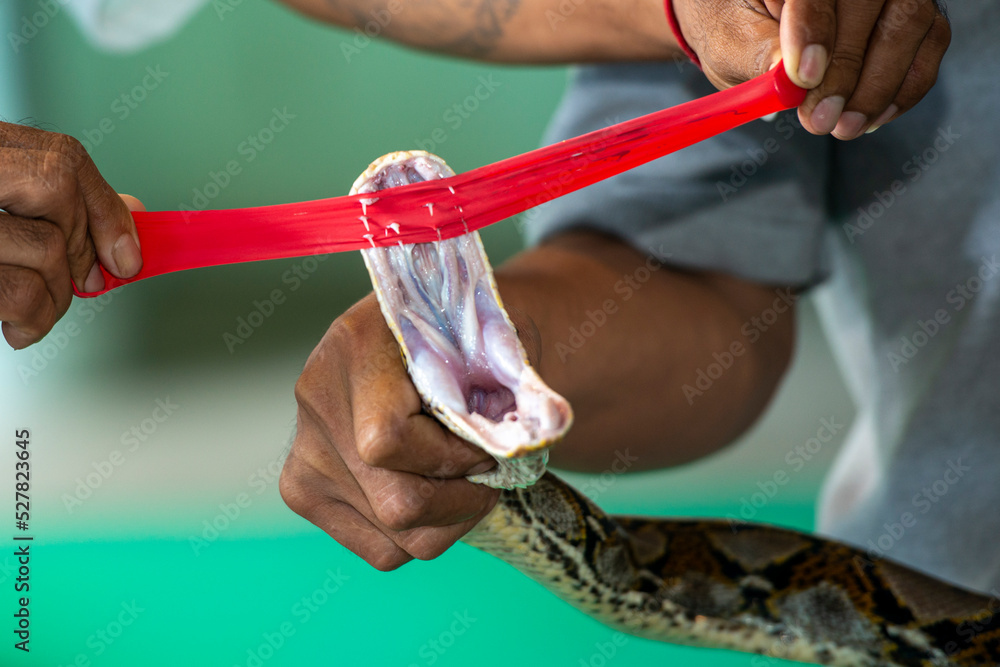 People show Python's sharp teeth how dangerous the snake is if Thailand ...
