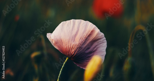 late poppy