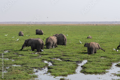 Beautiful image of elephants drinking and walking through a marsh in the Amboseli national park in Kenya  Africa