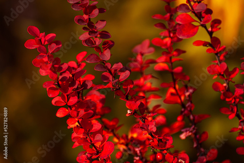 Orange and red leaves close-up. Close-up of barberry bushes. Autumn garden. Autumn sunlight.