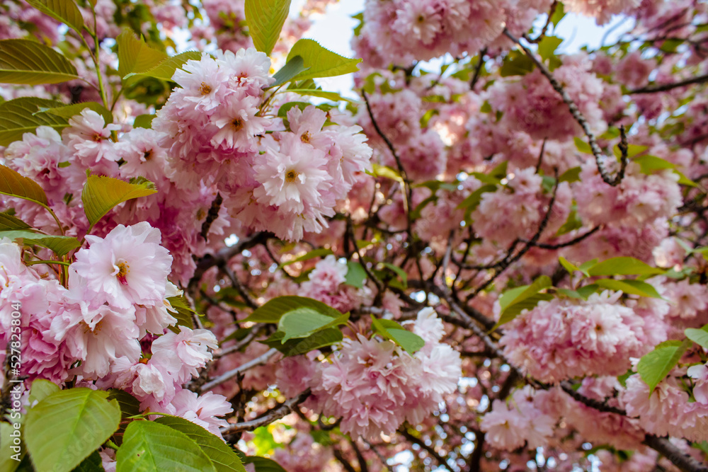 blooming sakura in the garden