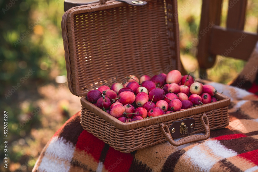 Beautiful, stylish autumn greeting card. A garden with apples. A wicker suitcase, a basket with small apples, a plaid and a vintage wooden chair. The concept of harvesting and cozy autumn. Beautiful, stylish autumn greeting card. A garden with apples. A wicker suitcase, a basket with small apples, a plaid and a vintage wooden chair. The concept of harvesting and cozy autumn.