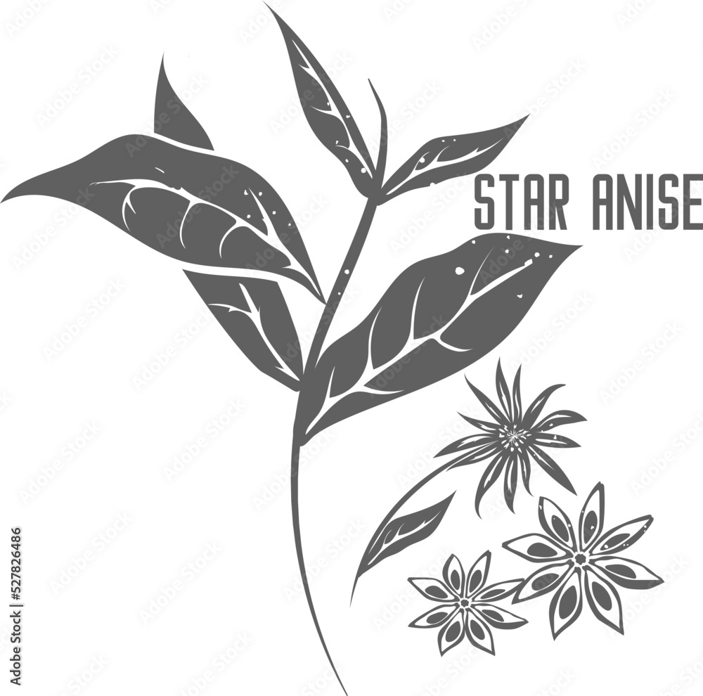 Chinese star anise seeds vector silhouette. Stem of illicium verum ...