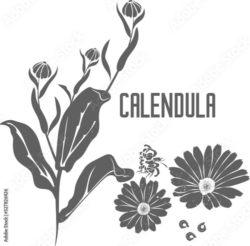 Calendula officinalis flowers vector silhouette isolated. CALENDULAE FLORES medicinal herbal outline. Marigold pharmacy silhouette illustration for pharmaceuticals and cosmetology.
