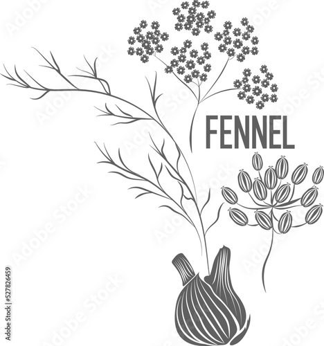 Fennel herb vector silhouette. Fennel bulb medicinal herbal outline. Foeniculi fructus silhouette illustration for pharmaceuticals and cosmetology. 