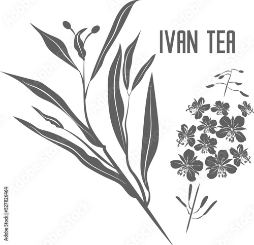 Ivan Tea herb vector silhouette isolated. Flowers of fireweed medicinal herbal outline. Kiprei flowers silhouette illustration for pharmaceuticals and cosmetology. Epilobium angustifolium vector