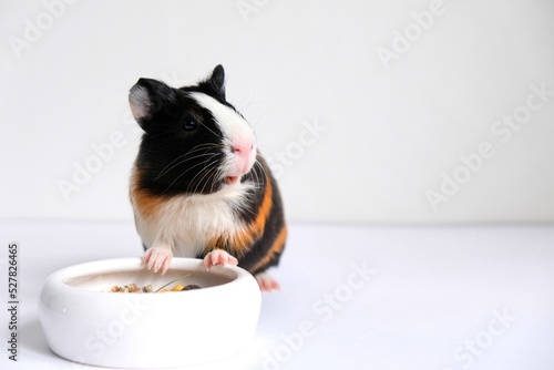 Tricolor guinea pig on a white background. A pet, a rodent.