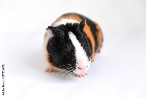 Tricolor guinea pig on a white background. A pet, a rodent.