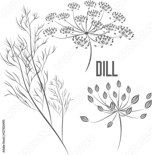 Dill seeds and flowers vector silhouette. Anethi graveolentis fructus medicinal herbal outline. Anethum graveolens seeds and umbels silhouette illustration for pharmaceuticals and kitchen. 