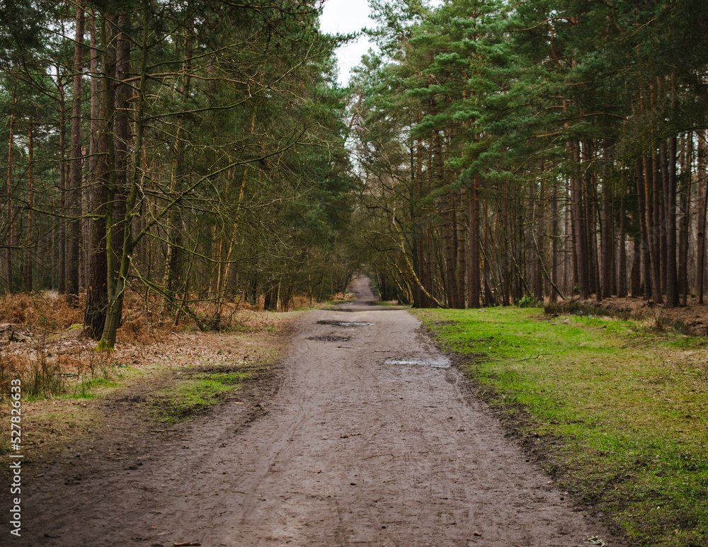 Fototapeta premium path in the woods