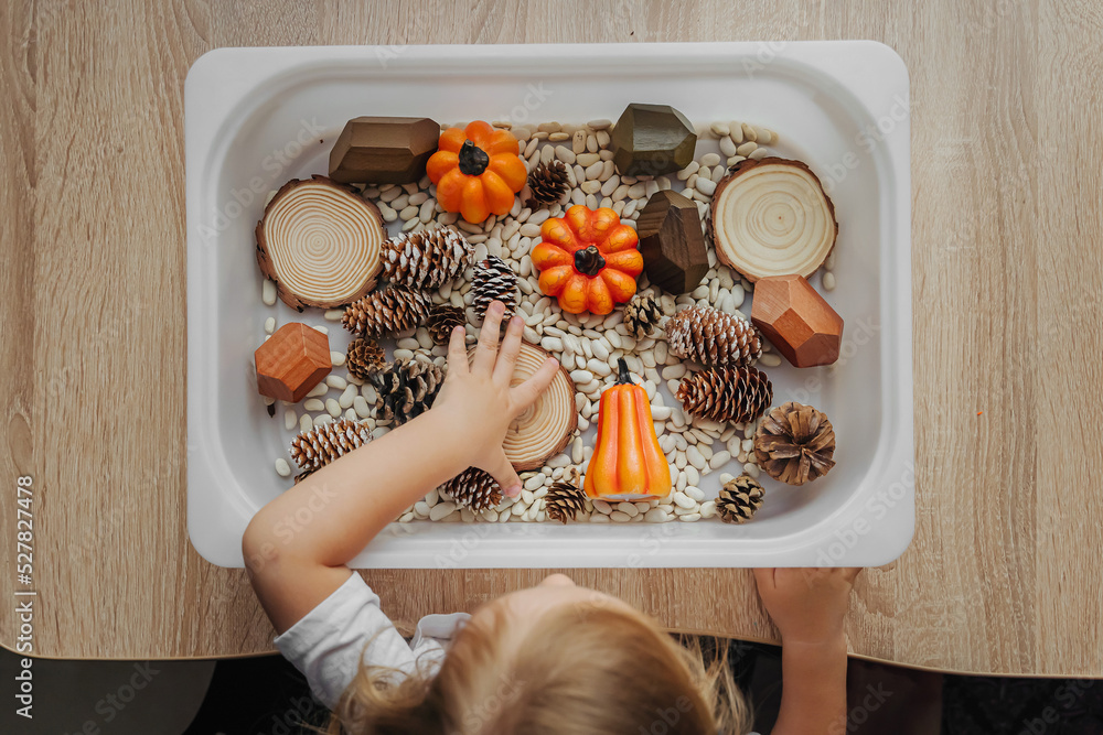 Fall Sensory Bin. Toddler playing with pumpkins, cones and dried beans in sensory box