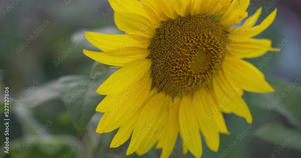 Girasole da video Raw 8.3K Girasole da video Raw 8.3K