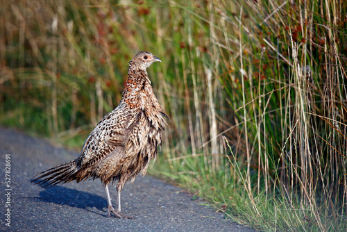 Female pheasant and chick alongside the road