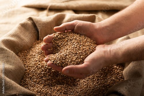 Caucasian male showing wheat grains in his hands over burlap sack Fototapet