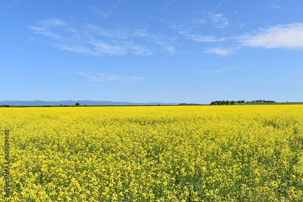 A canola field in summer, Québec, Canada