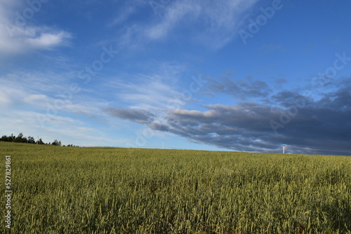 A field of oats on a summer morning, Sainte-Apolline, Québec, Canada