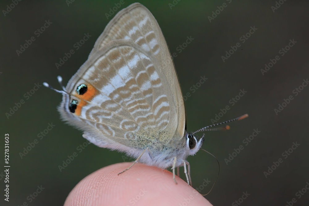 Fototapeta premium 手乗り ウラナミシジミ