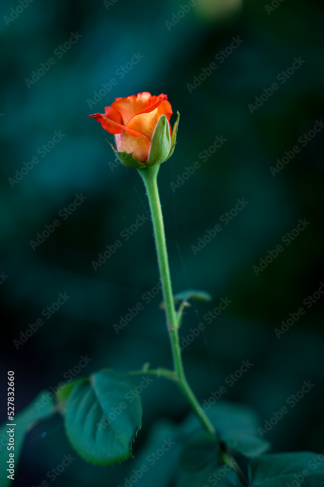 Fototapeta premium red rose on black