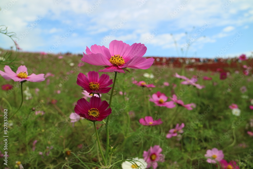 The beautiful field has many pink flowers with green grass, feel fresh and enjoy happy under blue and white sky.